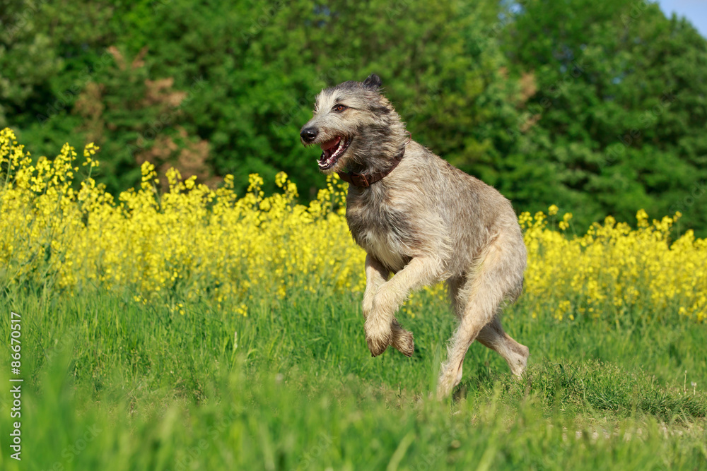 Irischer Wolfshund rennt vor Raps