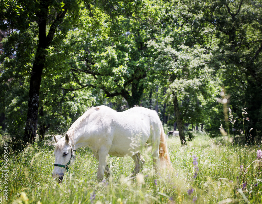 white lipizzaner grazing in a bucolic nature white lipizzaner grazing in a bucolic nature