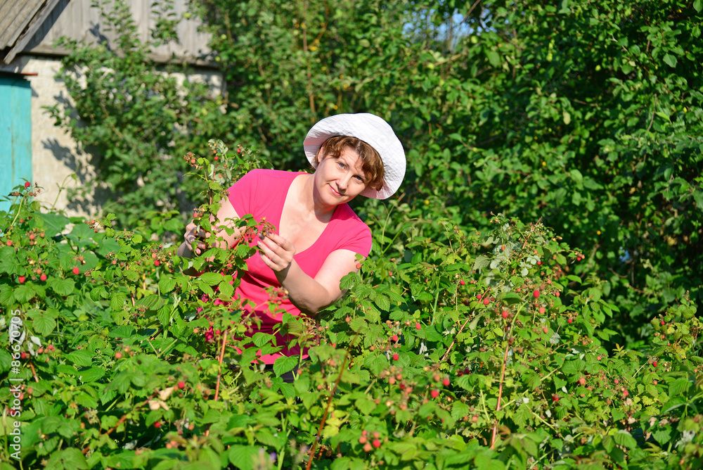 Woman reaps a crop of raspberries in the garden Woman reaps a crop of raspberries in the garden