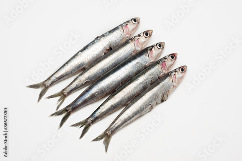 Fresh and raw mediterranean anchovy on white background photo