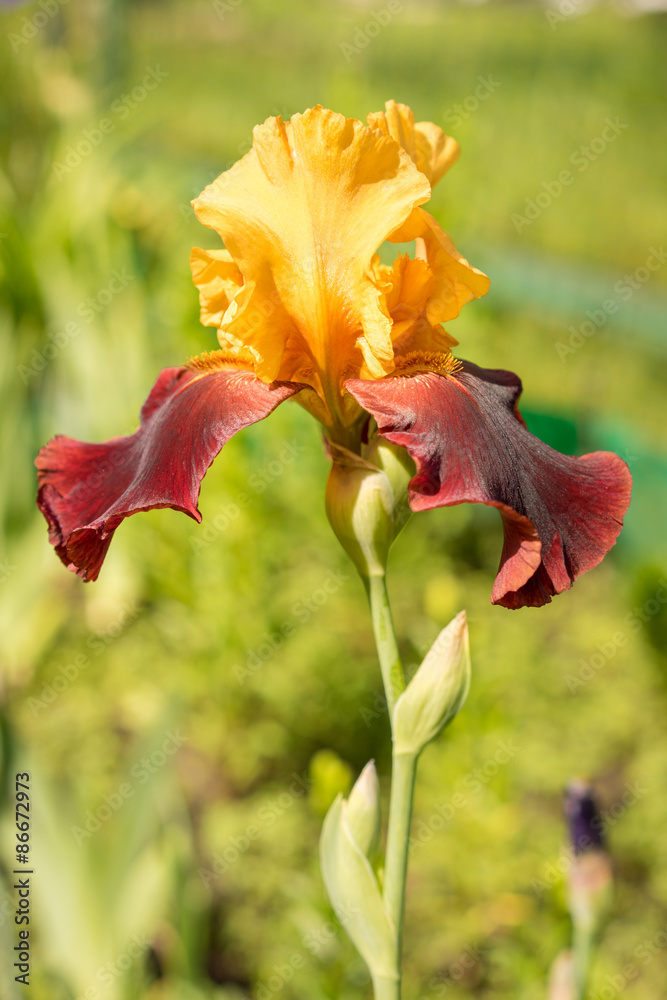 Fototapeta premium A closeup of a Sultan yellow and purple iris on a natural green background