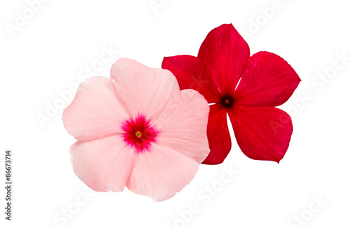 periwinkle