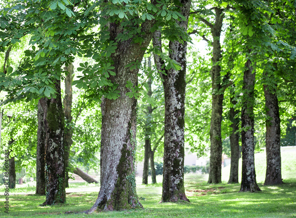 Fototapeta premium relaxing green background with horse chestnut trees