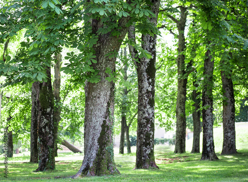 Fototapeta Naklejka Na Ścianę i Meble -  relaxing green background with horse chestnut trees