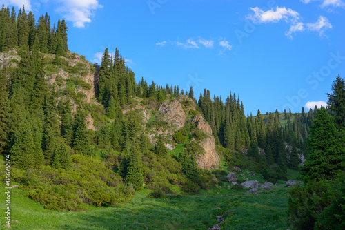 Tien-Shan firs, Asy Plateau, Kazakhstan