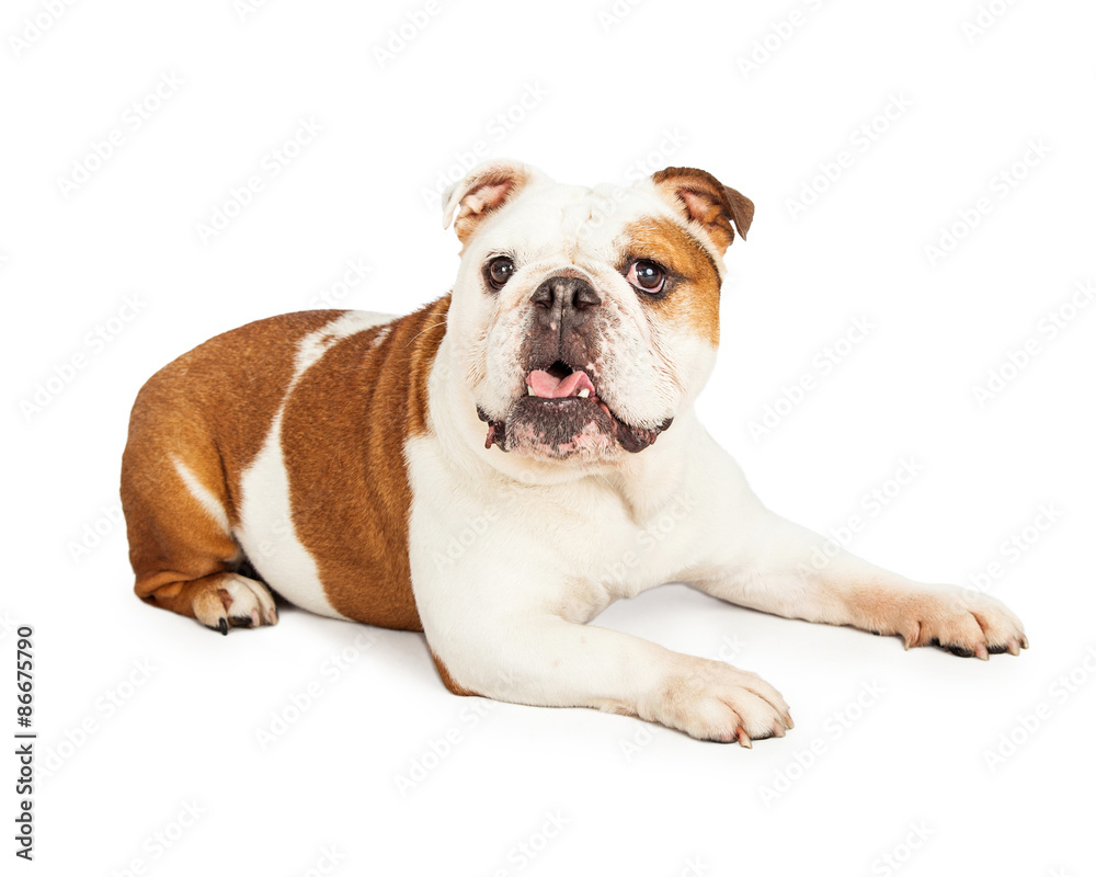 Cute English Bulldog Laying With Open Mouth