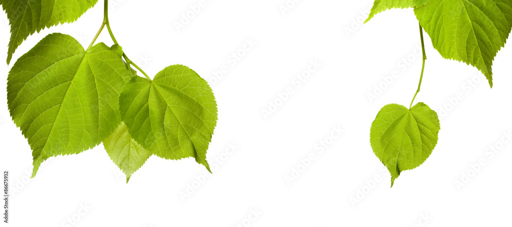 Spring tilia leaves isolated on white background