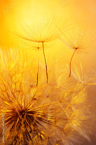 close up of dandelion on golden background