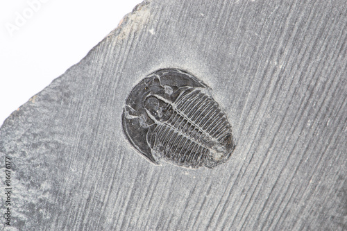 Trilobite fossile Elrathia kingi su matrice photo