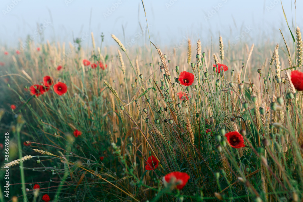 Fototapeta premium Red poppies and wheat in morning fog on Ukraine