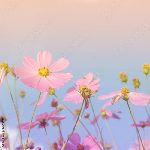 Abatract.Sweet color cosmos flowers