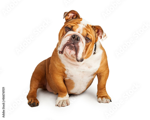 Inquisitive English Bulldog Sitting At An Angle