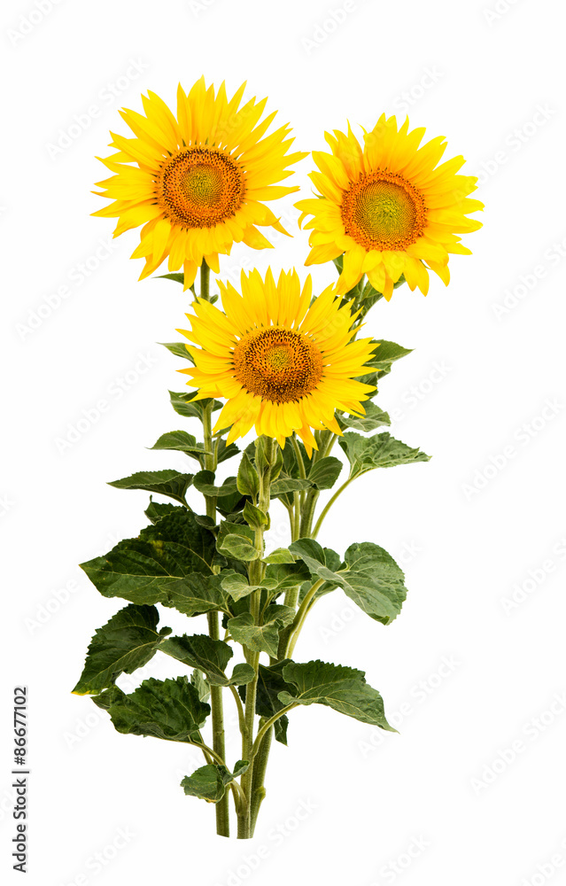 Naklejka premium Sunflower isolated