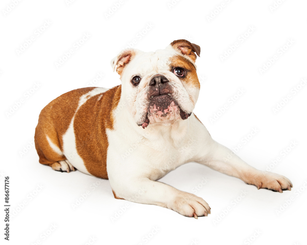 Obedient English Bulldog Laying While Looking Forward Obedient English Bulldog Laying While Looking Forward