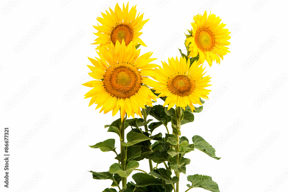 Obraz premium Sunflower isolated