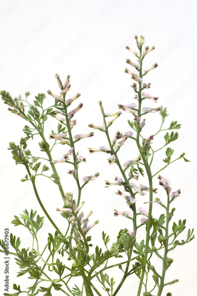 Erdrauch; Fumaria, Officinalis Erdrauch; Fumaria, Officinalis