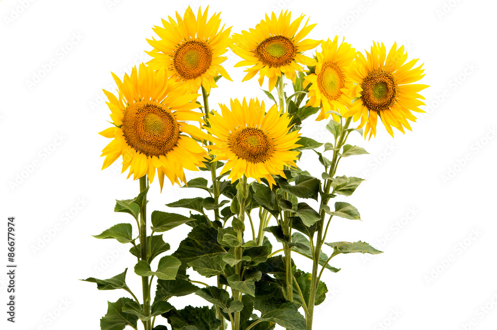 Fototapeta premium Sunflower isolated