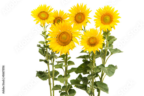 Fototapeta Naklejka Na Ścianę i Meble -  Sunflower isolated