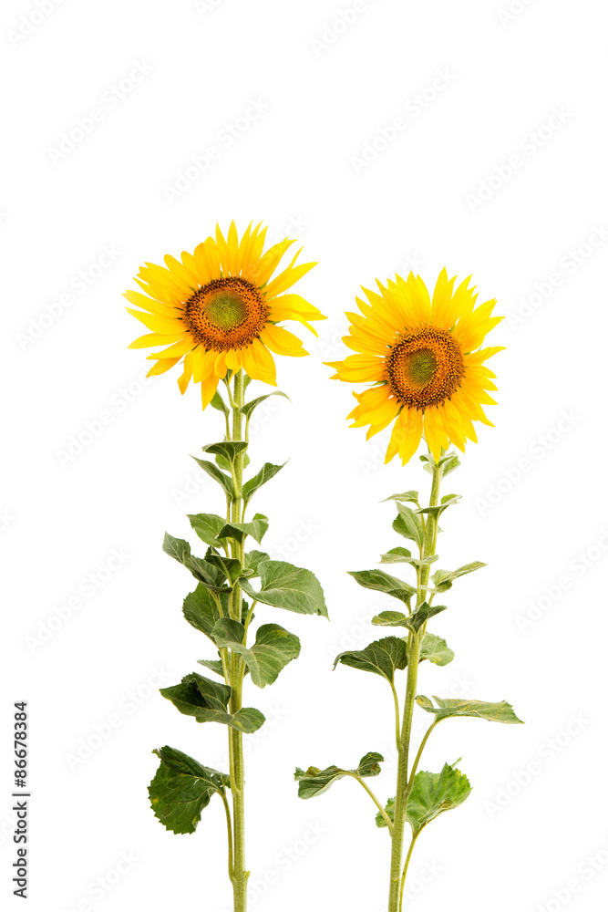 Obraz premium Sunflower isolated