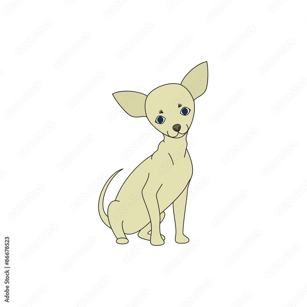 Chihuahua dog