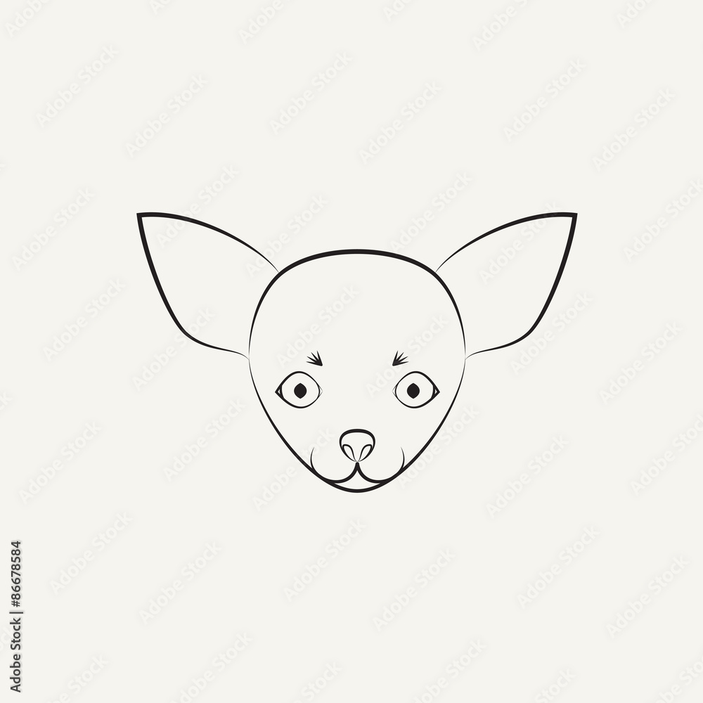 Chihuahua dog Chihuahua dog