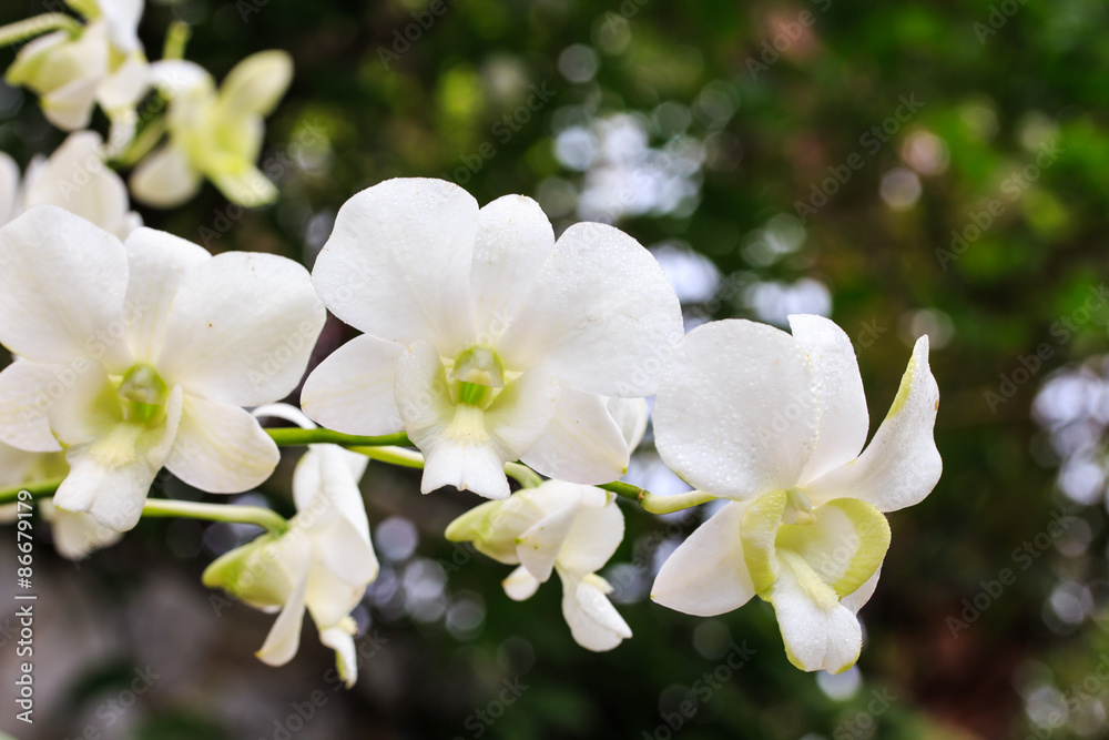 Beautiful White Orchid. Beautiful White Orchid.