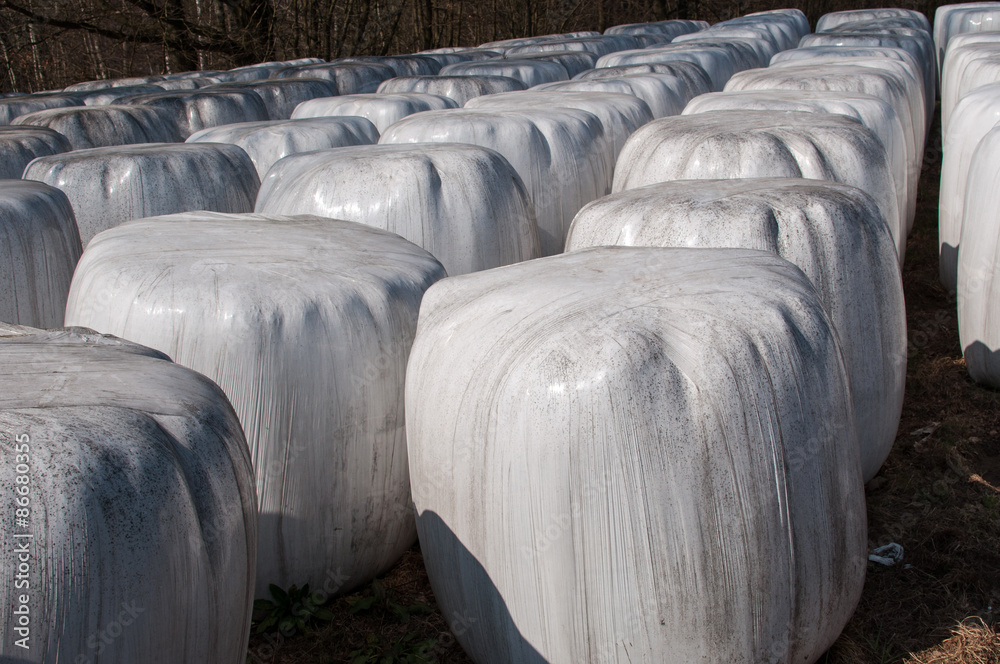 Fototapeta premium bale of straw infold in plastic film (foil) to keep dry in autumn