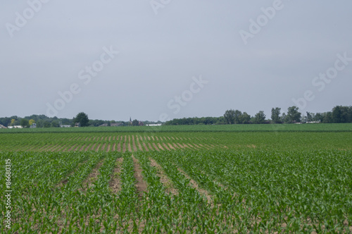 cultivated field