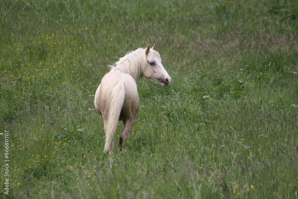 Obraz premium Poulain au repos