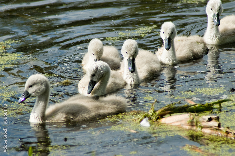 Fototapeta premium white swan - chicks