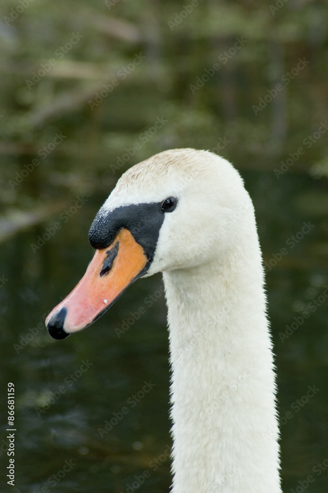 white swan - head white swan - head