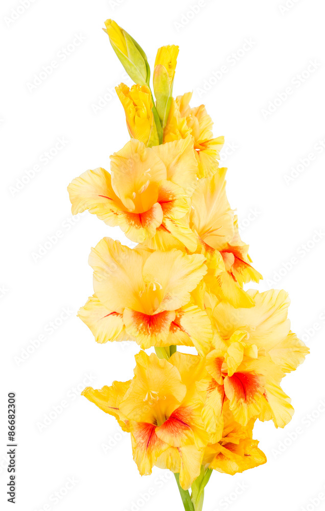 gladiolus flower gladiolus flower