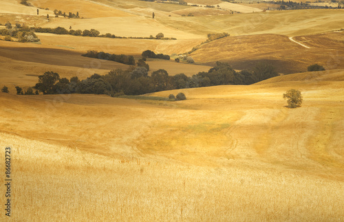 Summer sunny golden colored barley landscape. Beautiful typical tuscany wheat farm landscape with trees. Picture was taken in Tuscany, Italy.