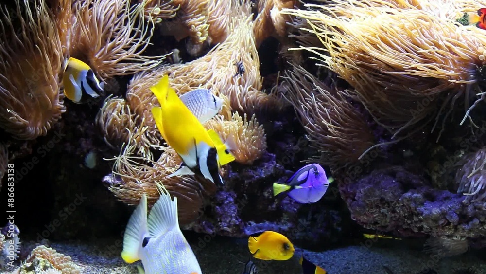 Poissons exotiques sur fond d'anémones de mer