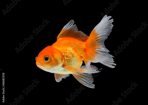 Gold fish. Isolation