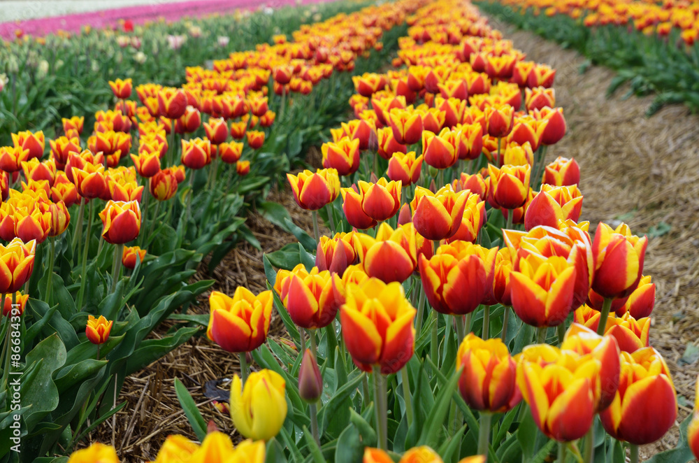 Obraz premium Orange Tulpen