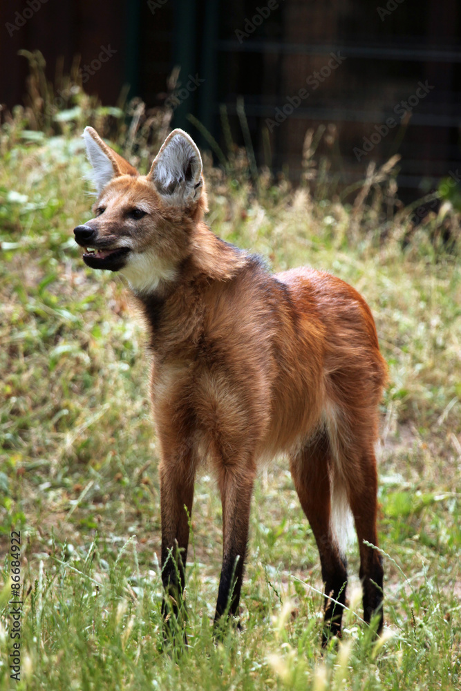 Naklejka premium Maned wolf (Chrysocyon brachyurus).