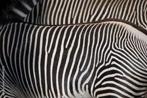 Grevy's zebra (Equus grevyi), also known as the imperial zebra.