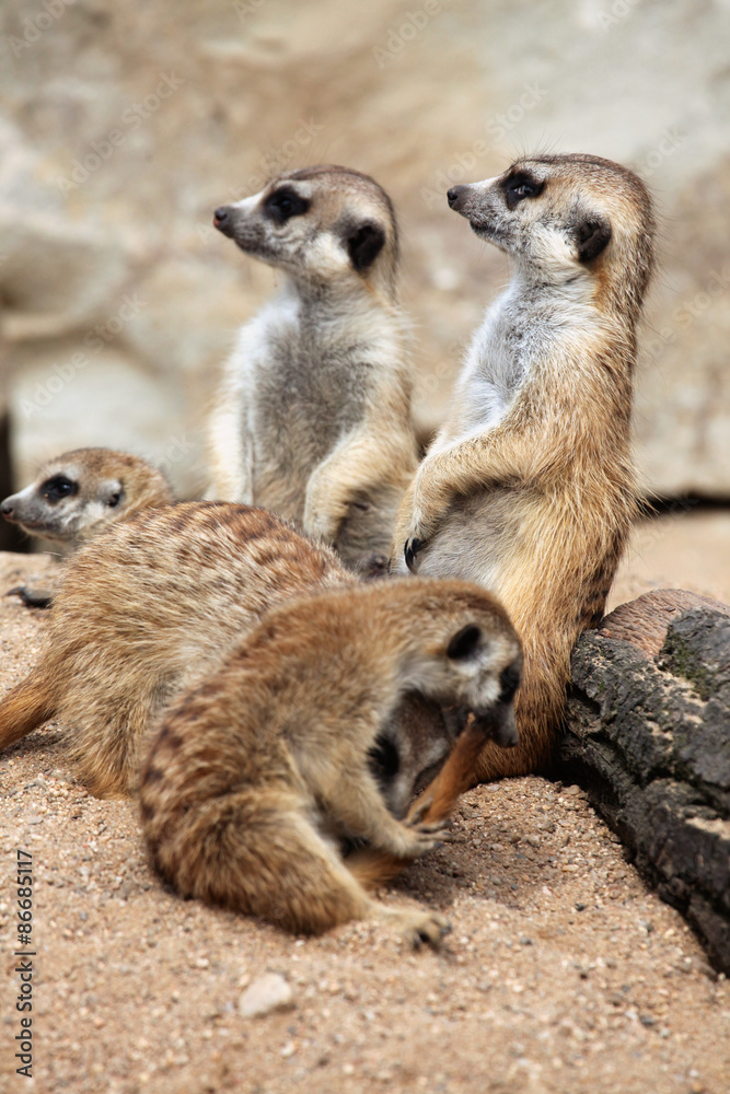 Meerkat (Suricata suricatta), also known as the suricate. Meerkat (Suricata suricatta), also known as the suricate.