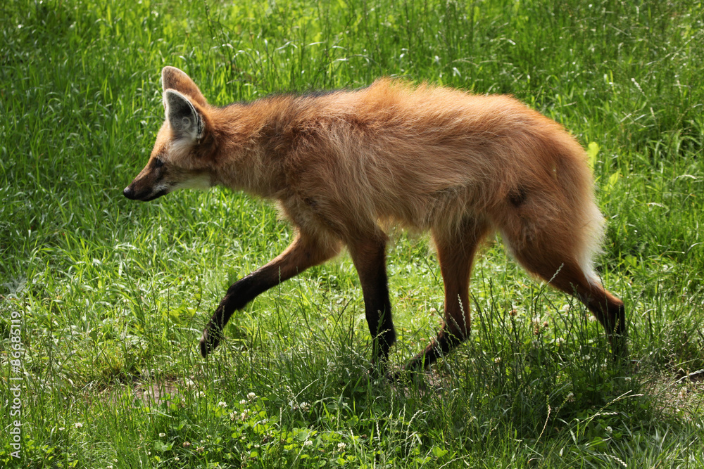 Fototapeta premium Maned wolf (Chrysocyon brachyurus).
