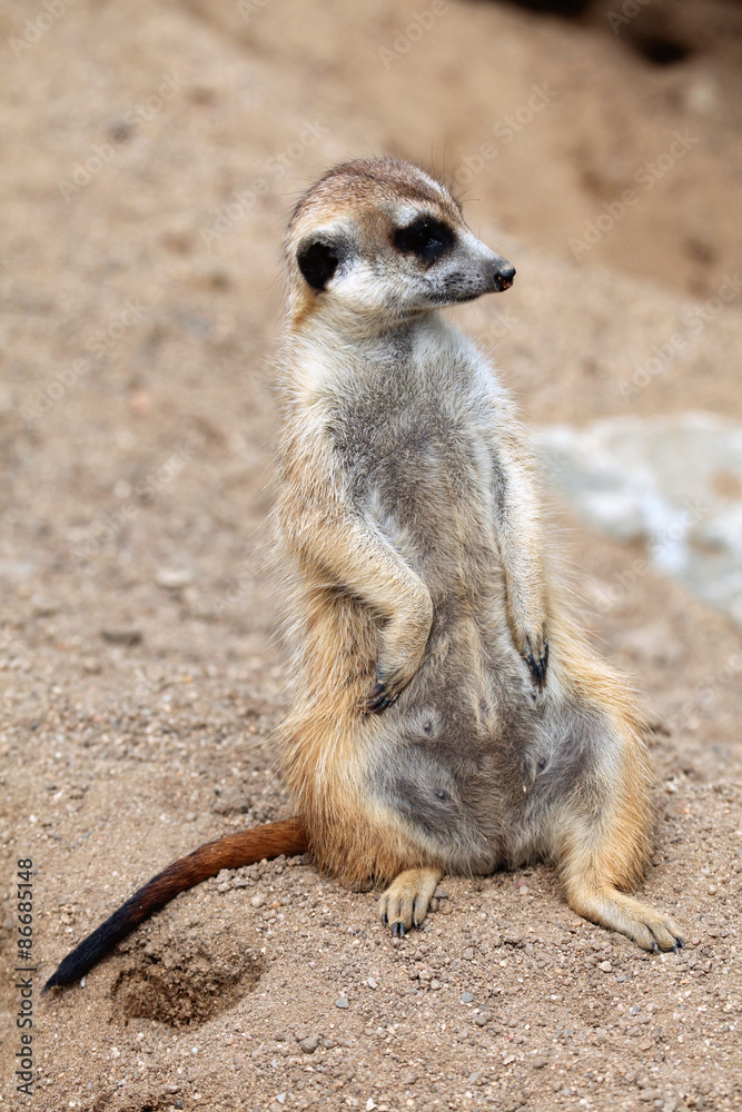 Meerkat (Suricata suricatta), also known as the suricate. Meerkat (Suricata suricatta), also known as the suricate.