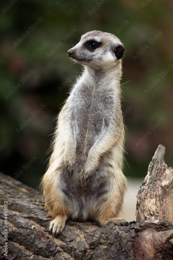 Meerkat (Suricata suricatta), also known as the suricate. Meerkat (Suricata suricatta), also known as the suricate.