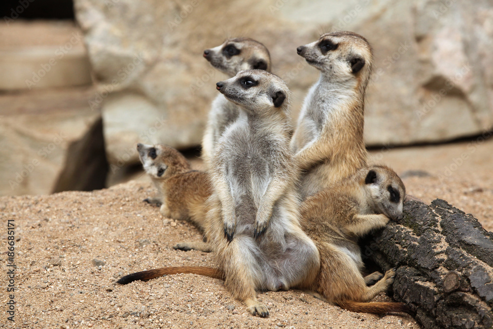 Meerkat (Suricata suricatta), also known as the suricate. Meerkat (Suricata suricatta), also known as the suricate.