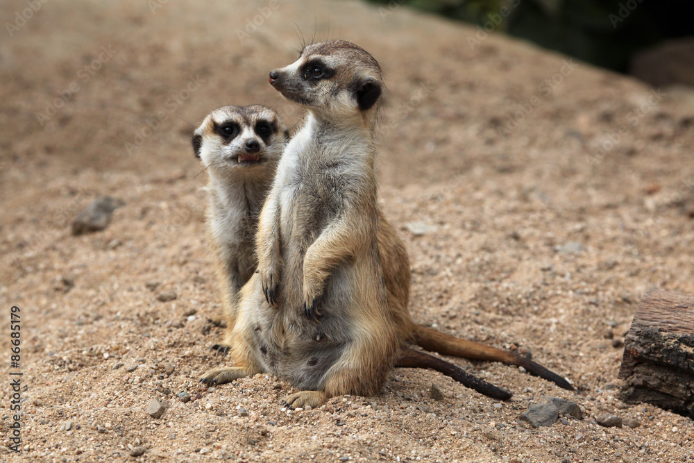 Meerkat (Suricata suricatta), also known as the suricate. Meerkat (Suricata suricatta), also known as the suricate.