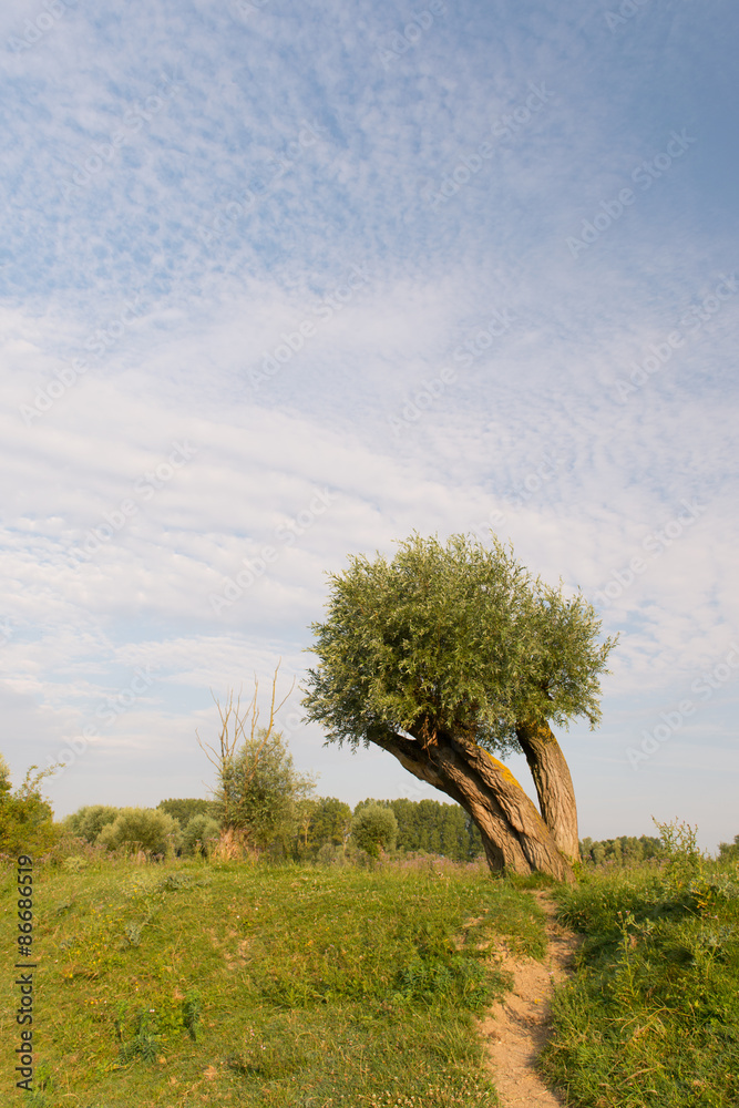 Knotted willow in landscape