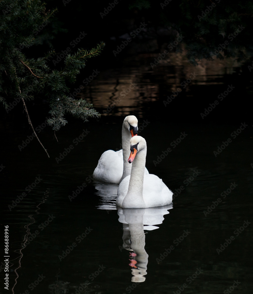 Fototapeta premium Mute Swan