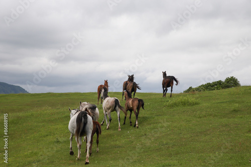 馬の集団 © makieni