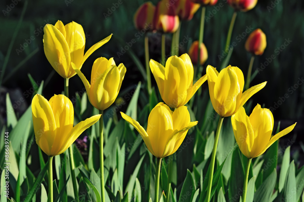 Obraz premium Yellow tulips