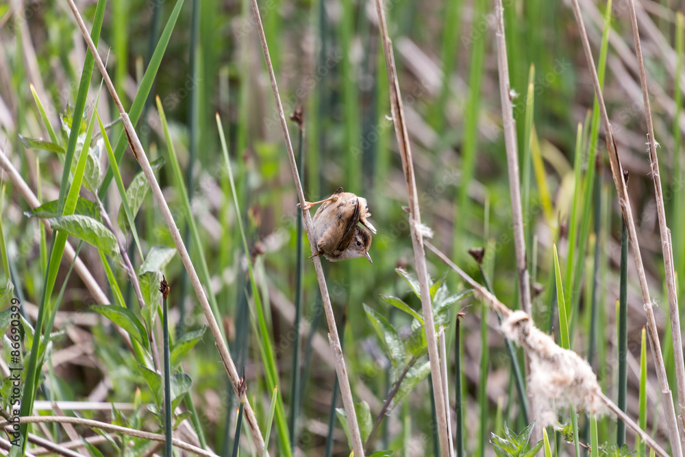 Obraz premium Marsh Wren