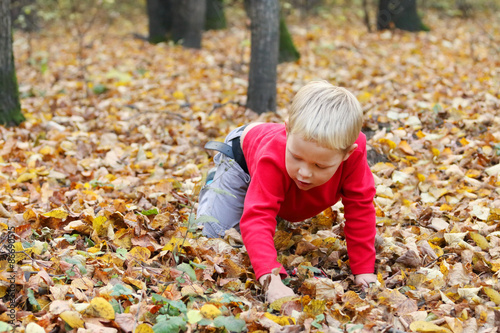 Little boy in red crawls on dry leaves in yellow autumn forest